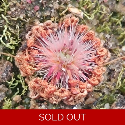 Drosera pygmaea Sydney, 10+ gemmae